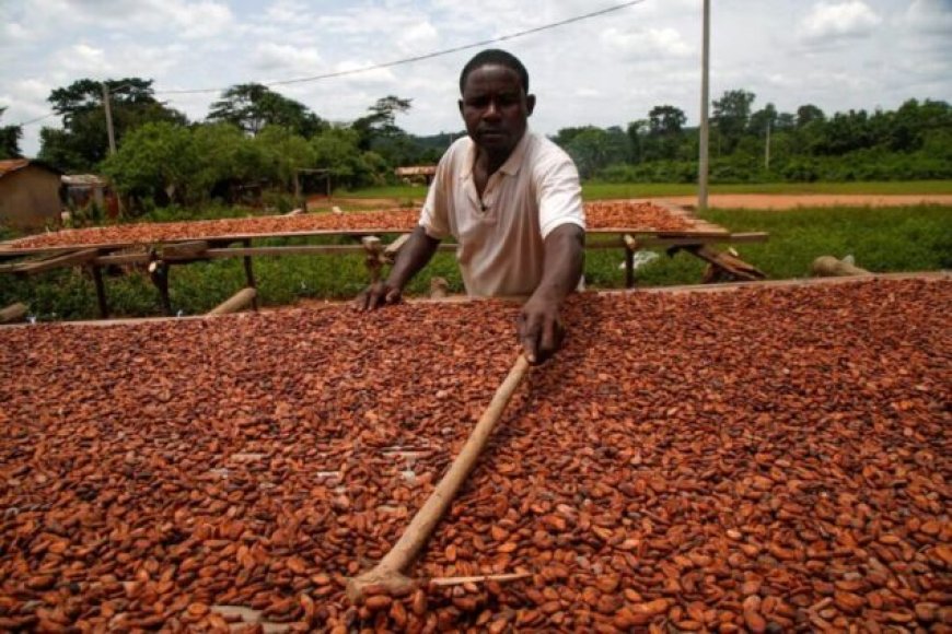 No syndicated loan needed for 2025/26 cocoa season – COCOBOD